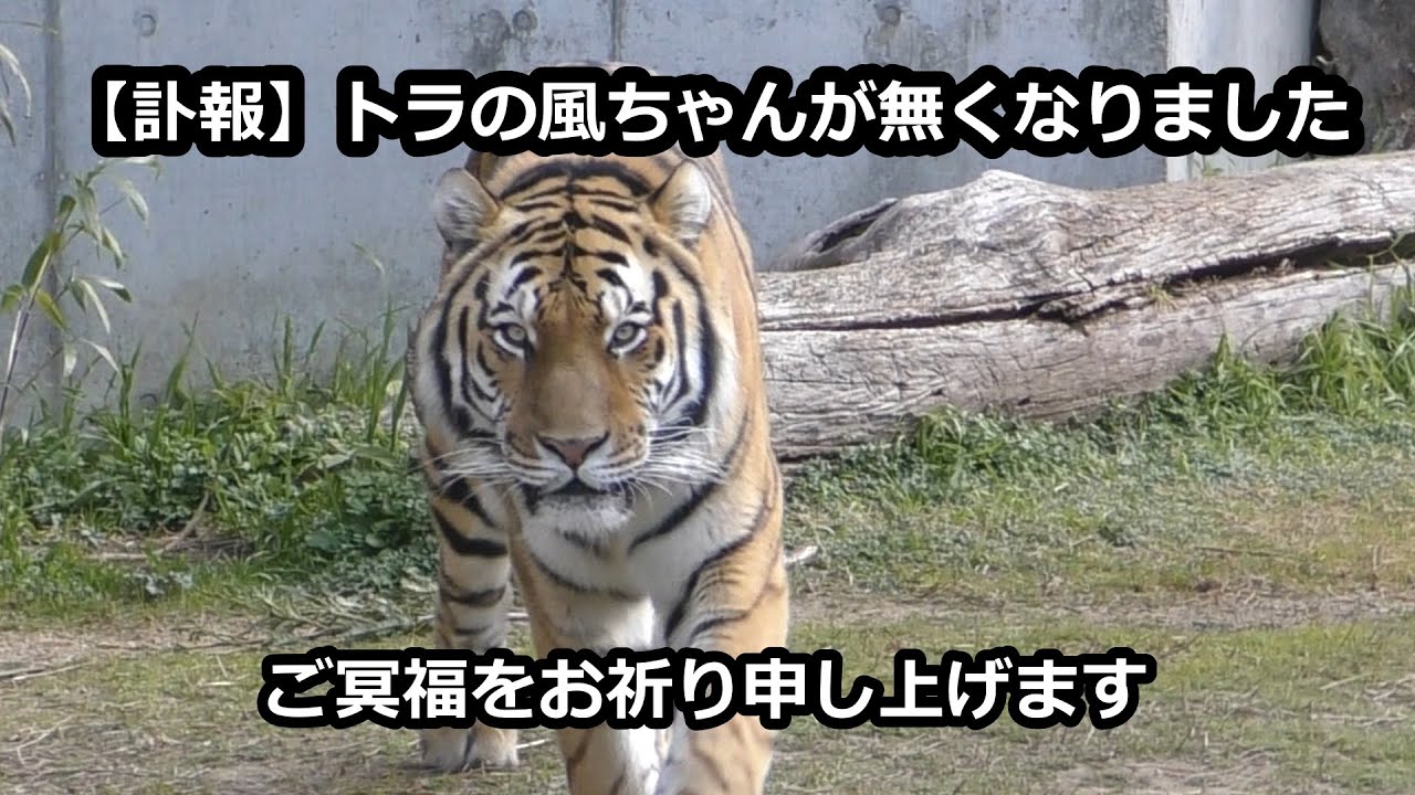 【訃報】アムールトラの風ちゃんがなくなりました【天王寺動物園】