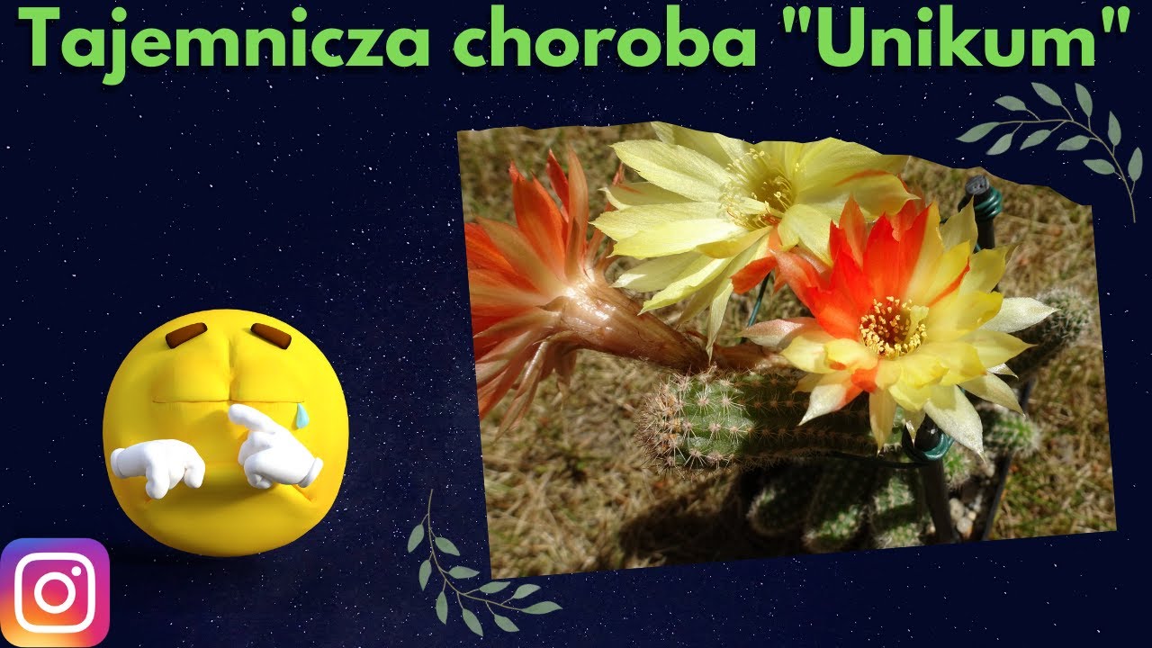 Choroba Chamaecereus 