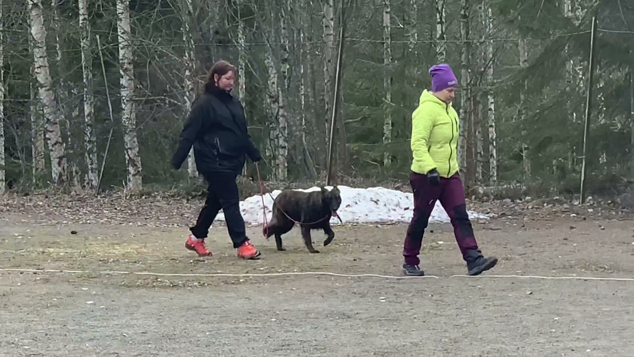 Hollanninpaimenkoira luonnetesti. ”Karma” 2v. Naaras