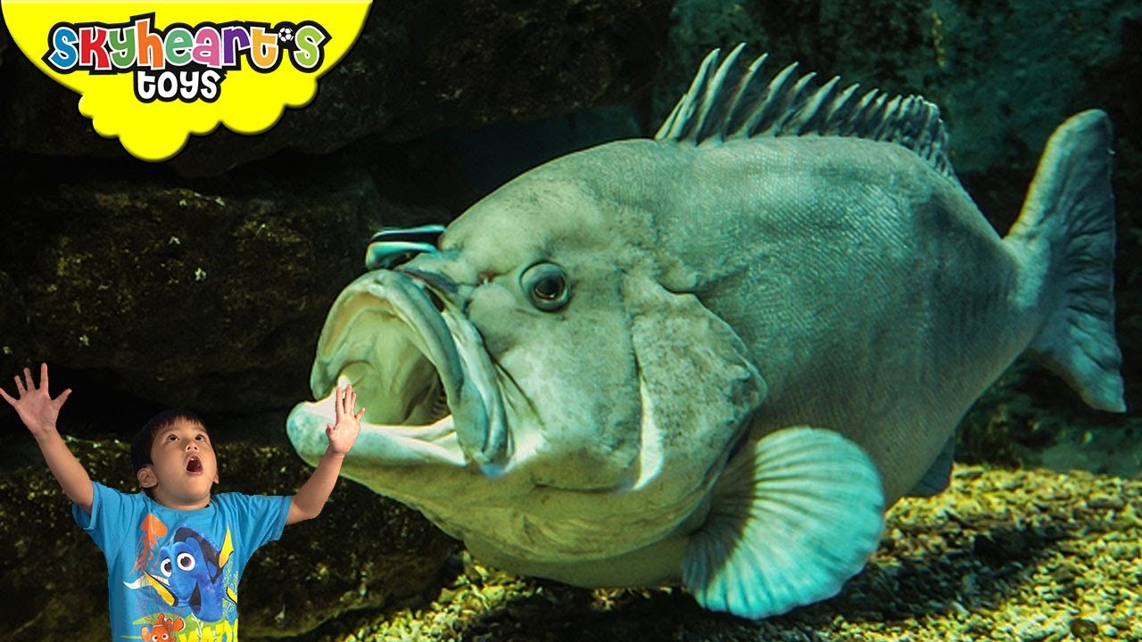 Toddler excited to see the BIG FISHES and sharks at Ocean Park Hong Kong - Skyheart's Toys