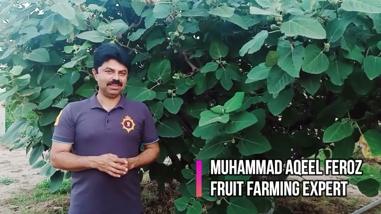 How To Dry Figs Organically l Drying Figs in Pakistan ll Health Benefits of Fig#Fruit Farming Expert