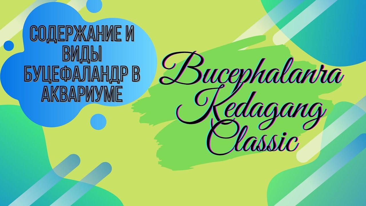 #tank#quarium#bucephalandra#relax#music Bucephalandra planted tank Bucephalandra Kedagang classic