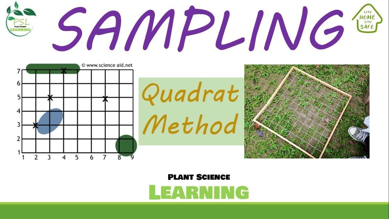 Quadrat Method- Sampling