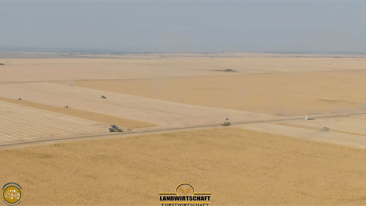 Gigantische Flächen Bewirtschaftung in Bulgarien! Ernteeinsatz mit 6 Mähdrescher Körnermais Ernte