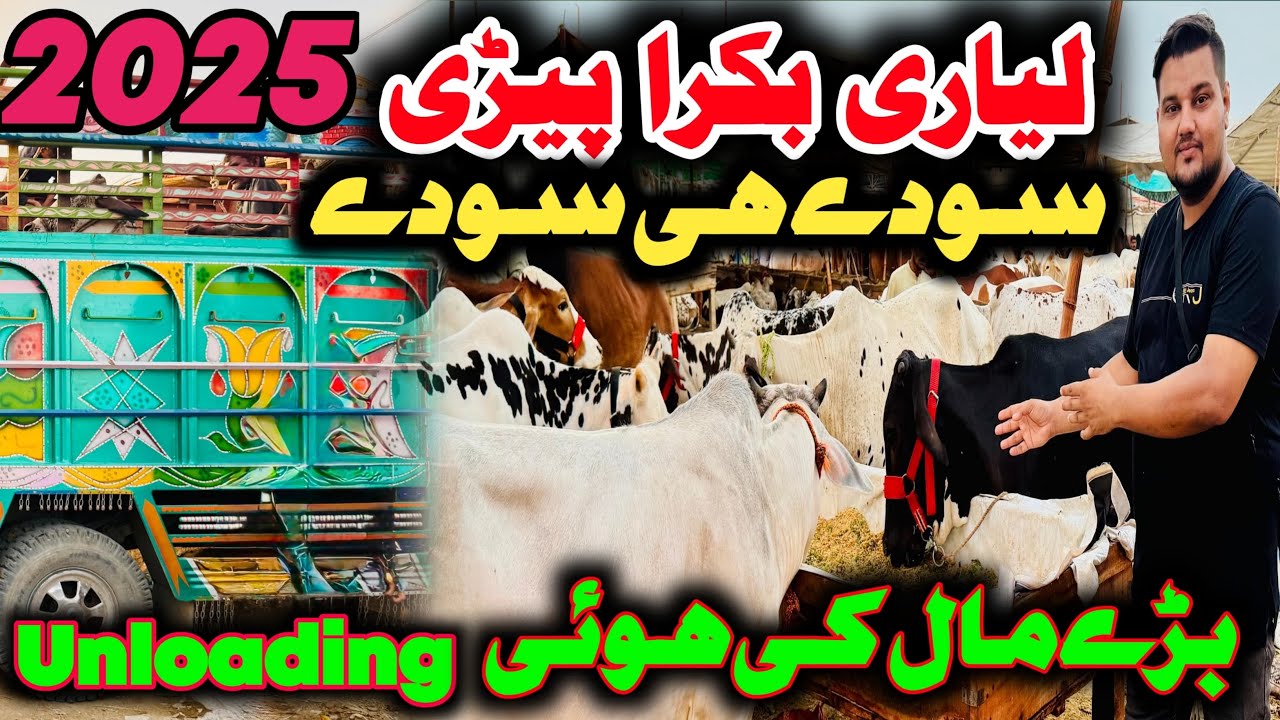 Liyari Bakra Piri Mandi Bade Mal Ki Hoi Unloading || Sude Hi Sude | Sasti Mandi Karachi | Cow Mandi