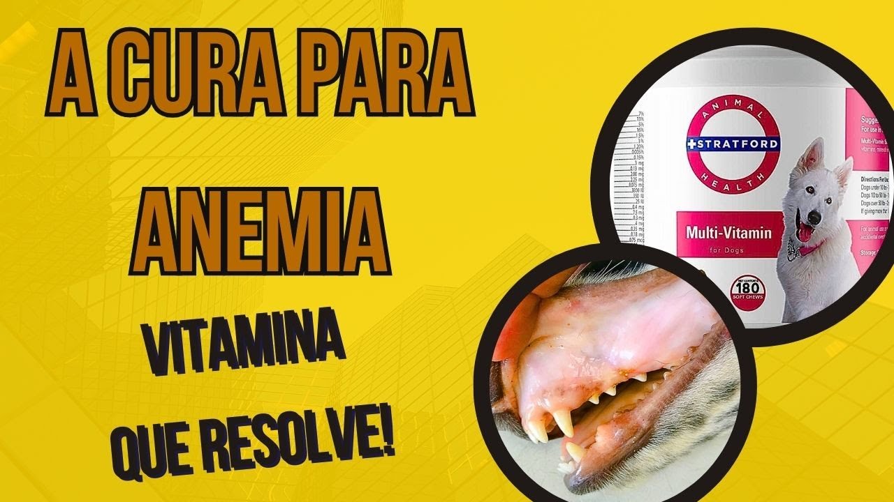 MELHOR VITAMINA PARA CURAR ANEMIA DO CACHORRO COM GENGIVA BRANCA E DOENÇA DO CARRAPATO - Ferro ?
