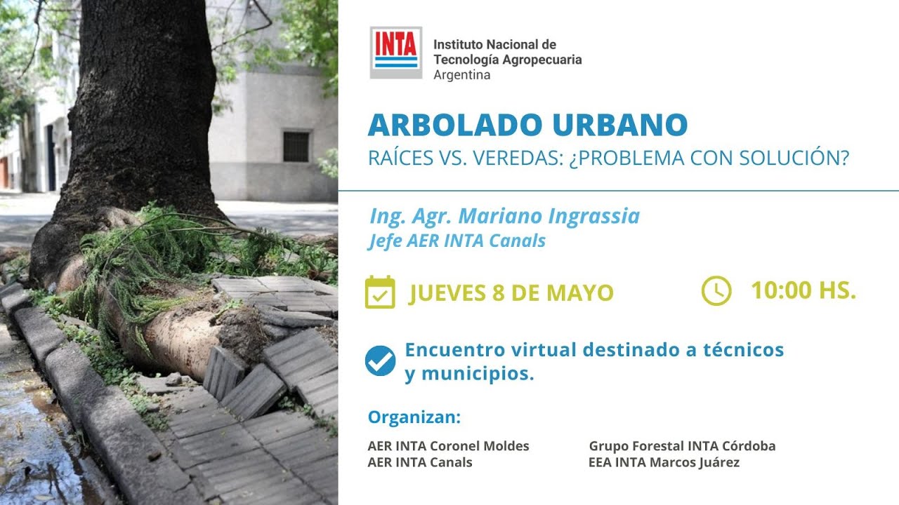 Arbolado urbano - Raíces vs. veredas: ¿problema con solución?