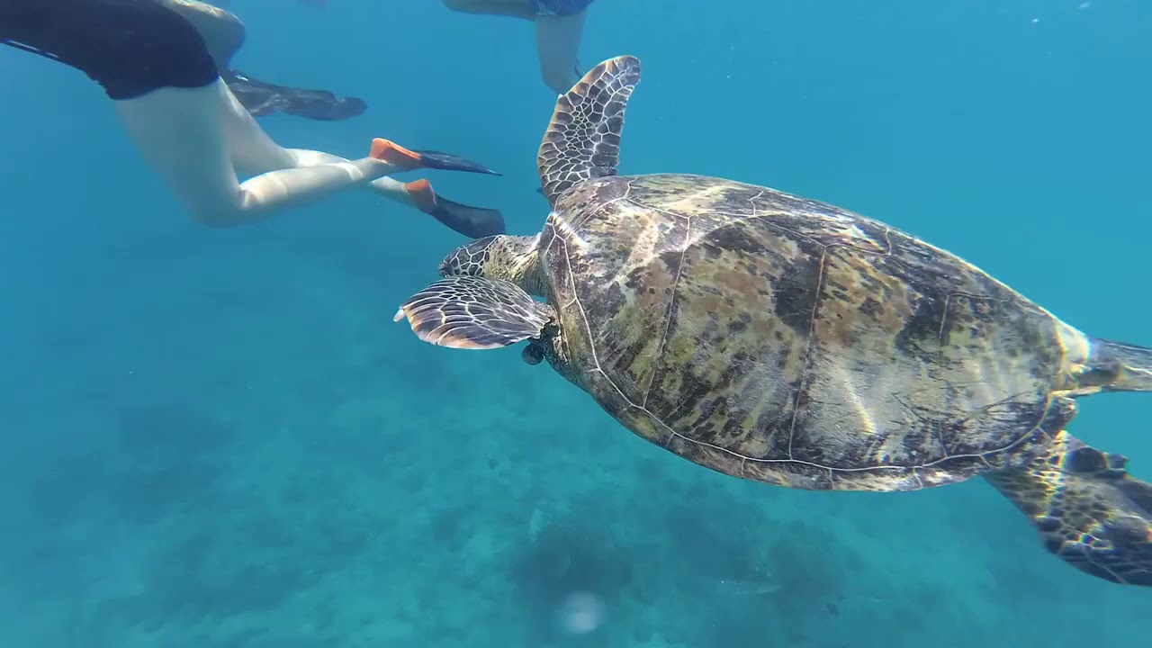 Yolo Hawaii Snorkel Tours - The Ultimate Hawaii Snorkel Adventure!