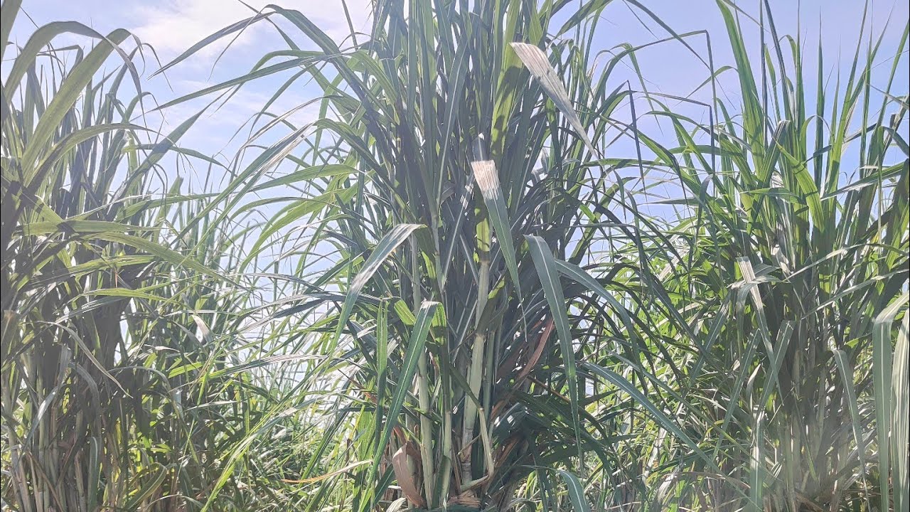co 17018 new sugarcane variety || the excellent variety of sugarcane by karnal institute|| 1 top one
