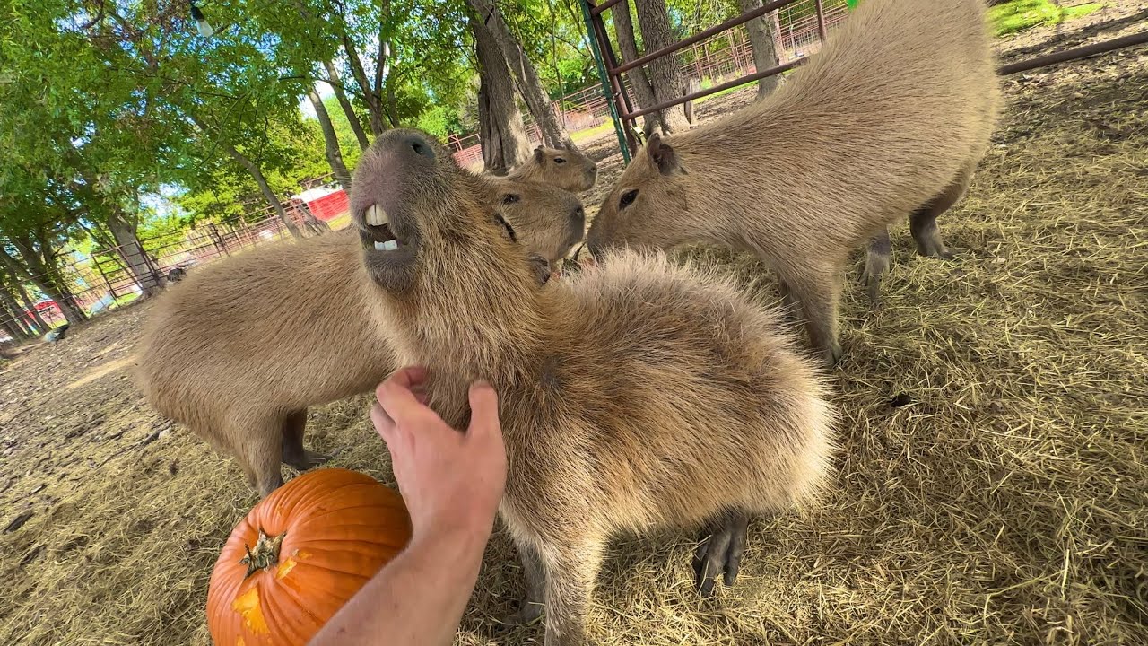 How to Befriend a Capybara (markiplier died)