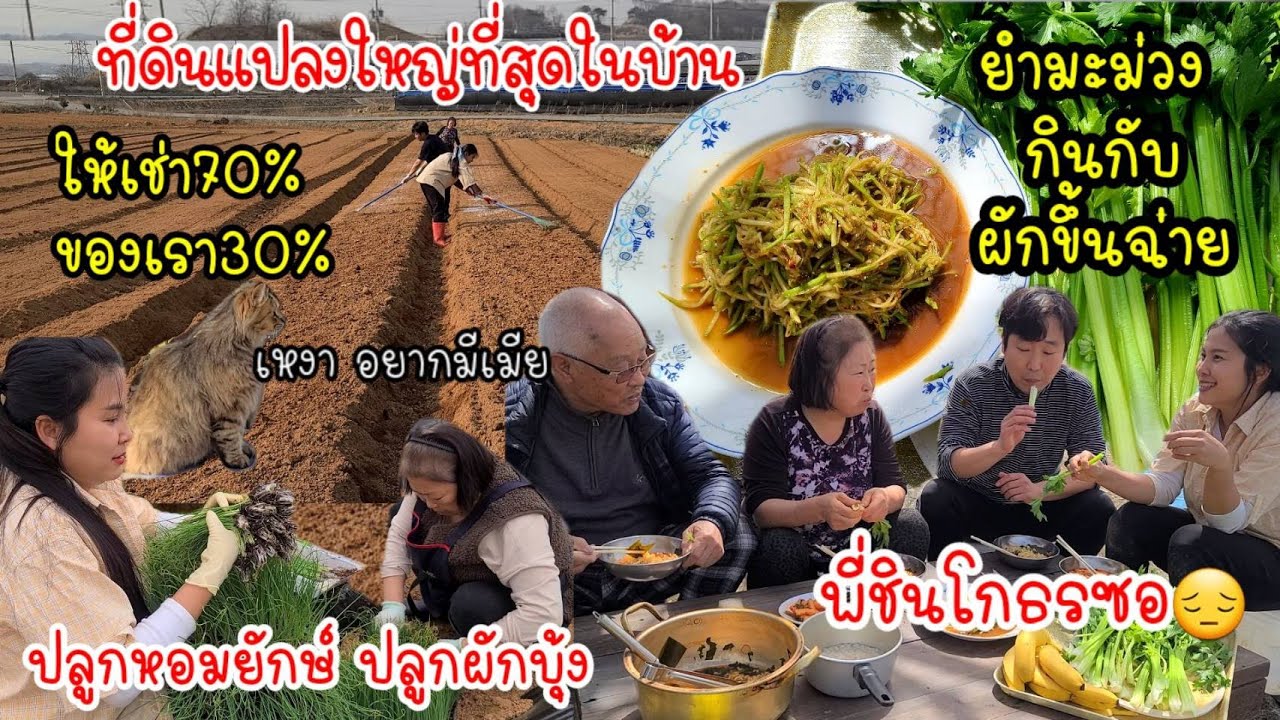EP.502 ที่ดินเเปลงนี้ใหญ่ที่สุดในบ้านให้เช่าฟรี70% ปลูกหอมยักษ์ ปลูกผักบุ้ง ยำมะม่วงกับขึ้นฉ่าย