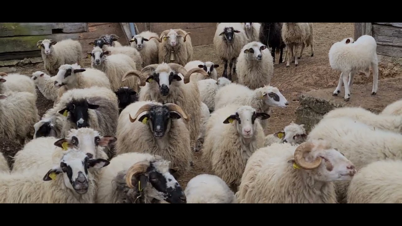 Blejanje u stadu ličkih ovaca