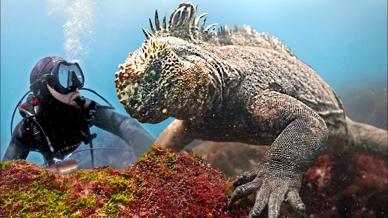 LE LÉZARD GODZILLA EXISTE-T-IL ? 🦎 Une iguane marine géante | Brave Wilderness Français