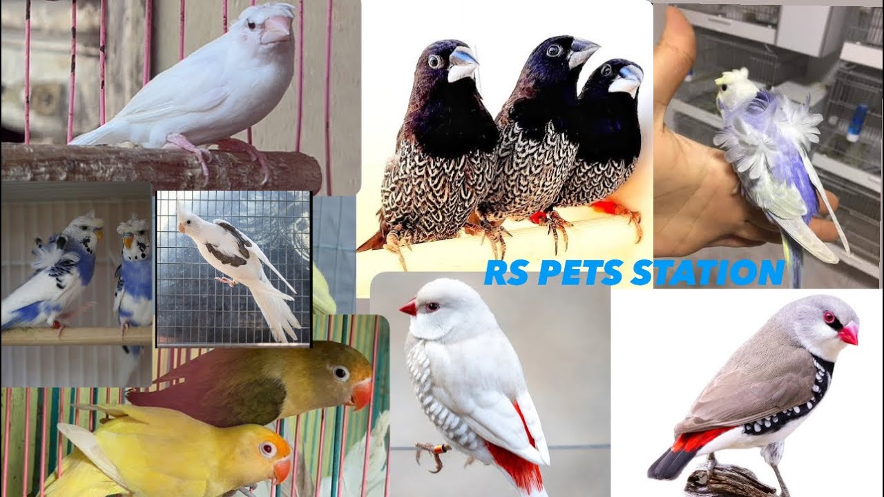 All type birds and finches owl finches african love birds diamond finches etc ❤️‍🔥❤️‍🔥 mumbai vasai 