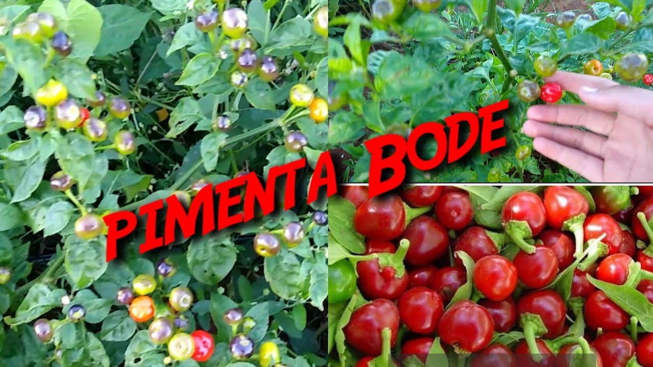 colheita de Pimenta Bode vermelha