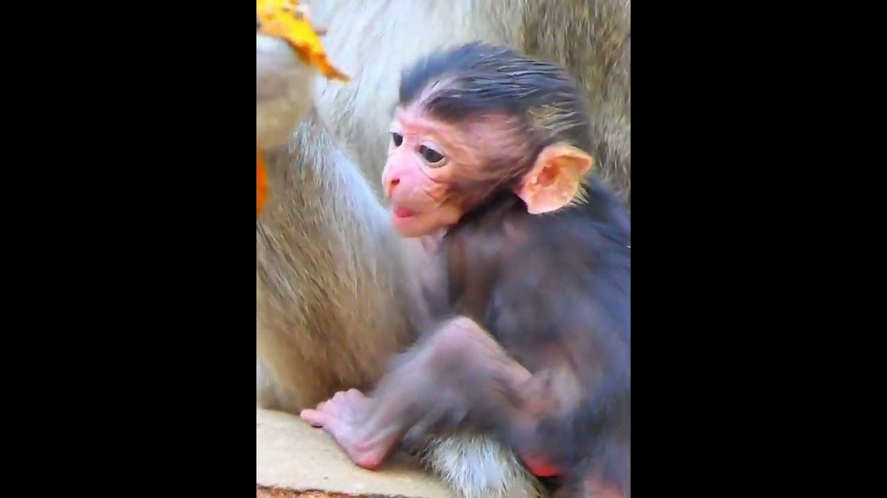 Newly baby monkey moments 