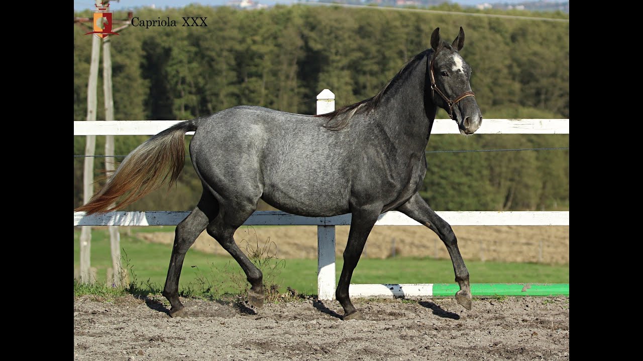 CAPRIOLA XXX - Adel und Bewegung vereint