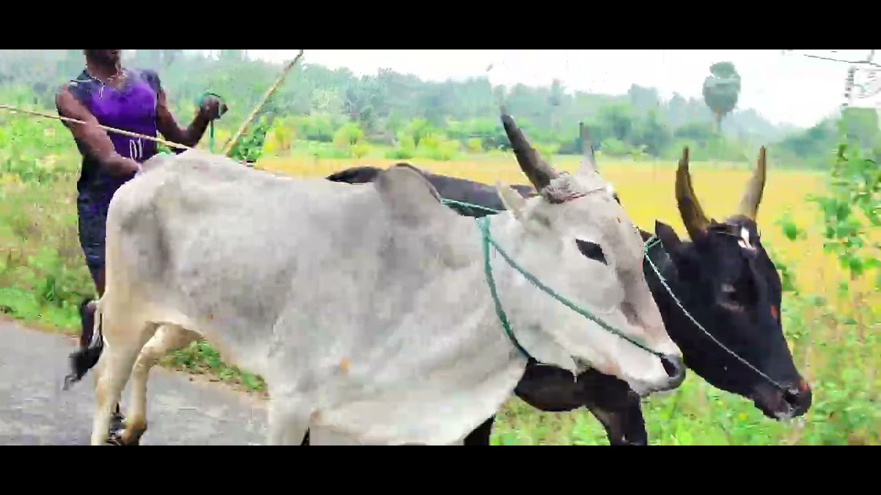 😈💥பெரியமாடு பேராவூரணி செங்கொல்லை💪