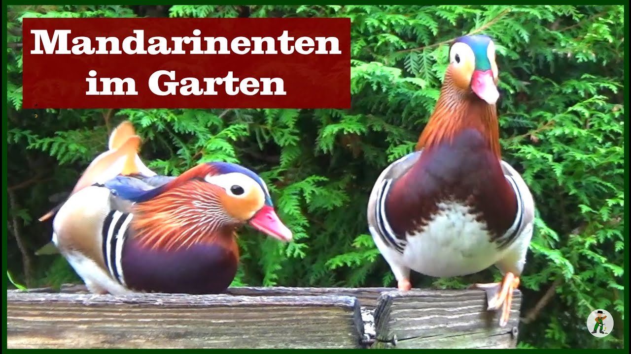 Mandarinenten