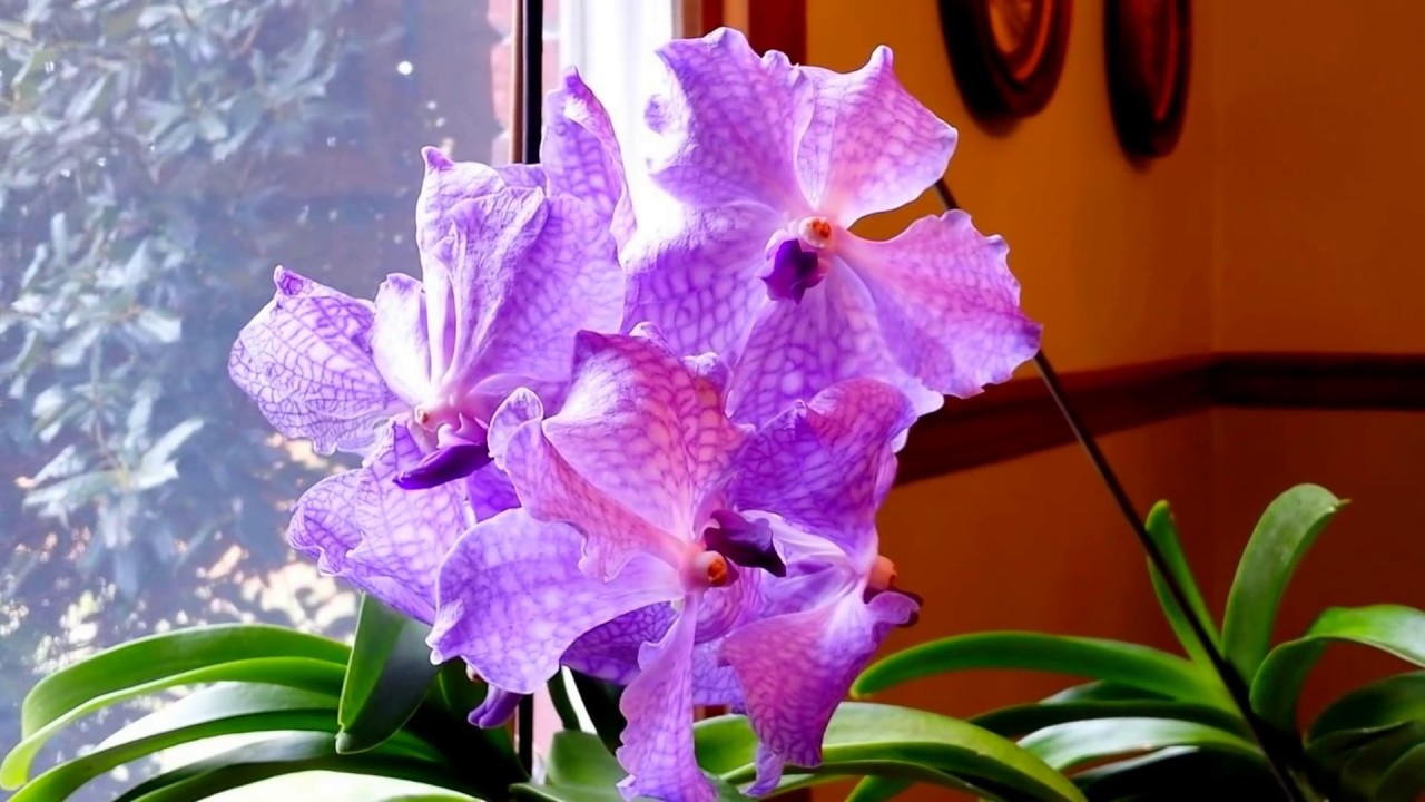 Vanda set up in glass vases for water culture method.  How often I water.