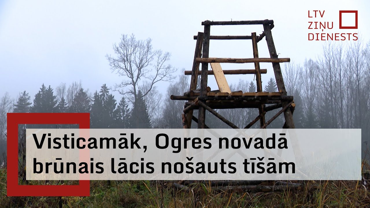 Ogres novadā mednieks nošauj brūno lāci; eksperti uzskata, ka tas izdarīts tīšām