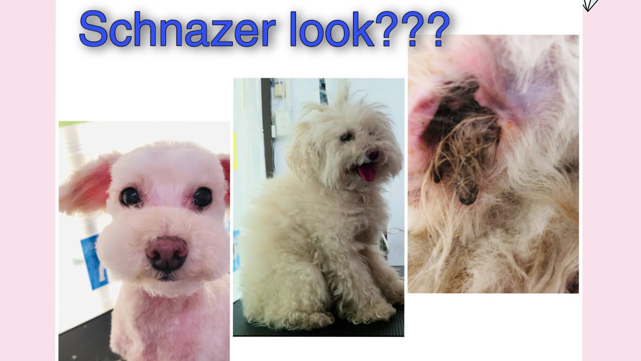 Dog Grooming | a very matted dog with block Ed ears
