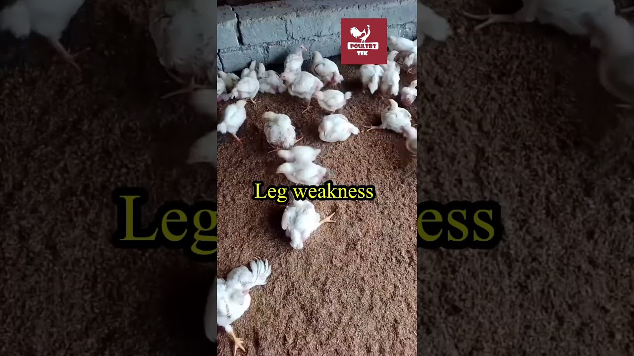 Leg weakness or Lameness in Broilers #poultrytek #poultrytips #chicken #farmer