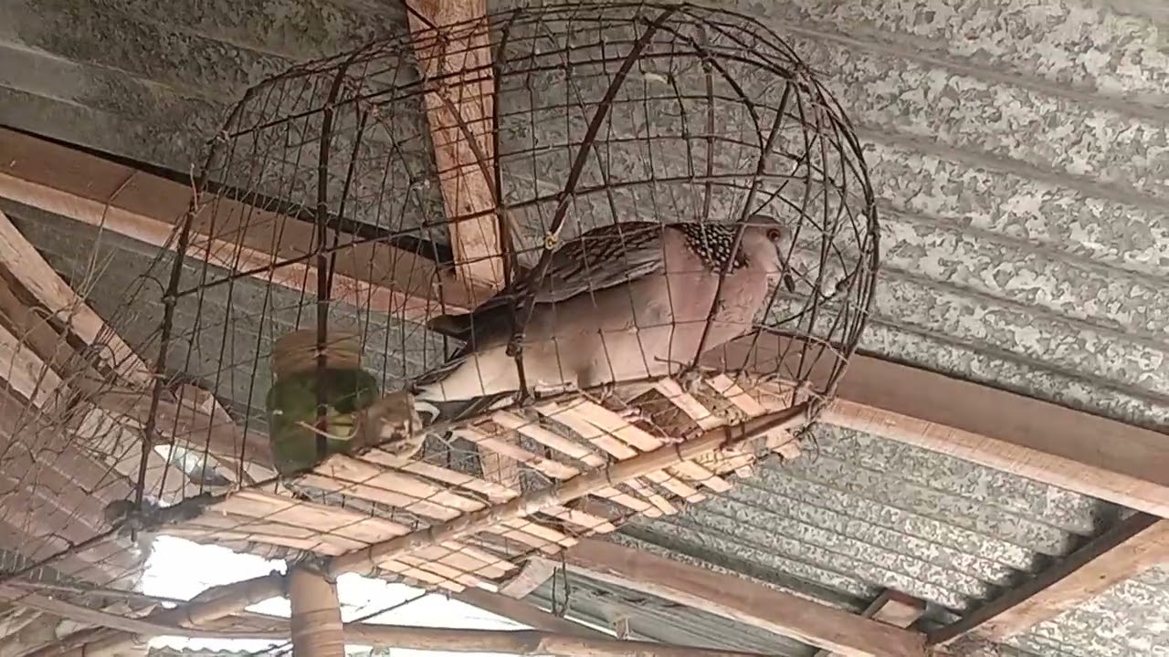 শিকারি ঘুঘু পাখির ডাক ❤️