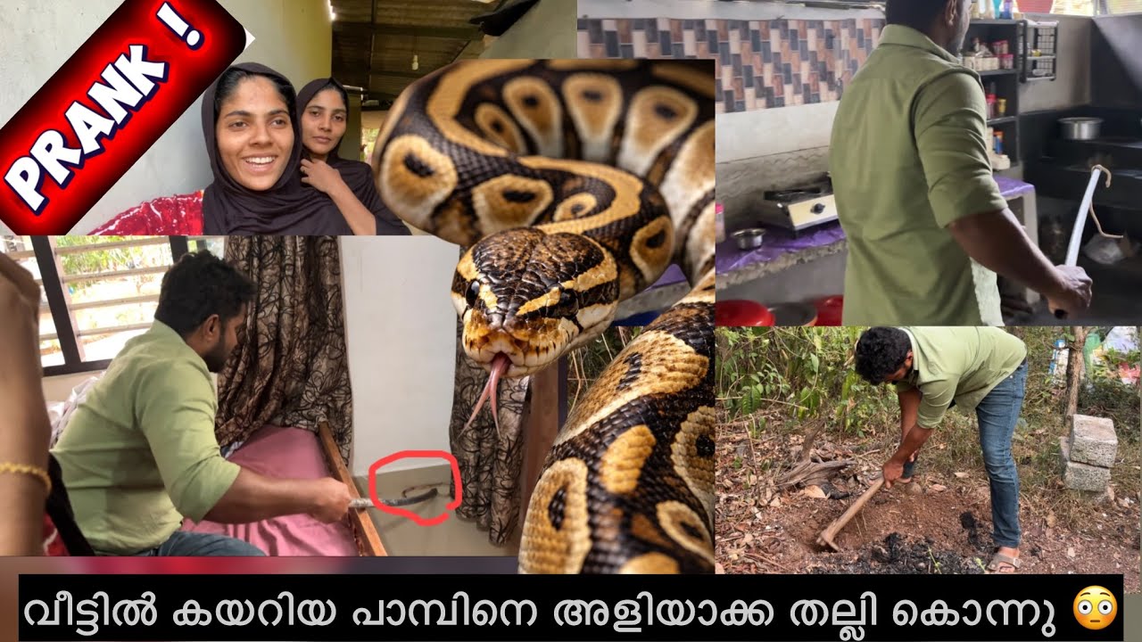രണ്ട് പാമ്പ് ഒരേ സമയം വീട്ടിൽ കയറിയപ്പോൾ 😳#longvideo 
