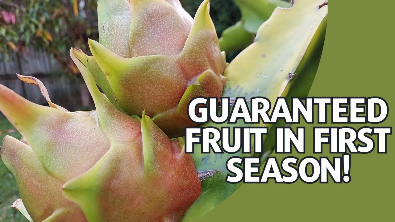 How to get a GUARANTEED Dragonfruit in first season! Sneaky Cheat!
