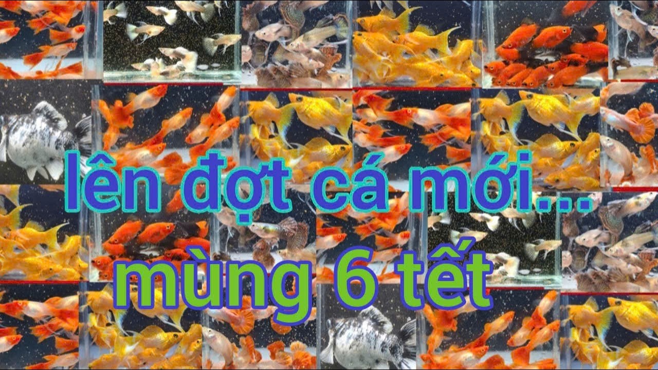 Guppy cá 7 màu/đợt cá đầu năm mới...