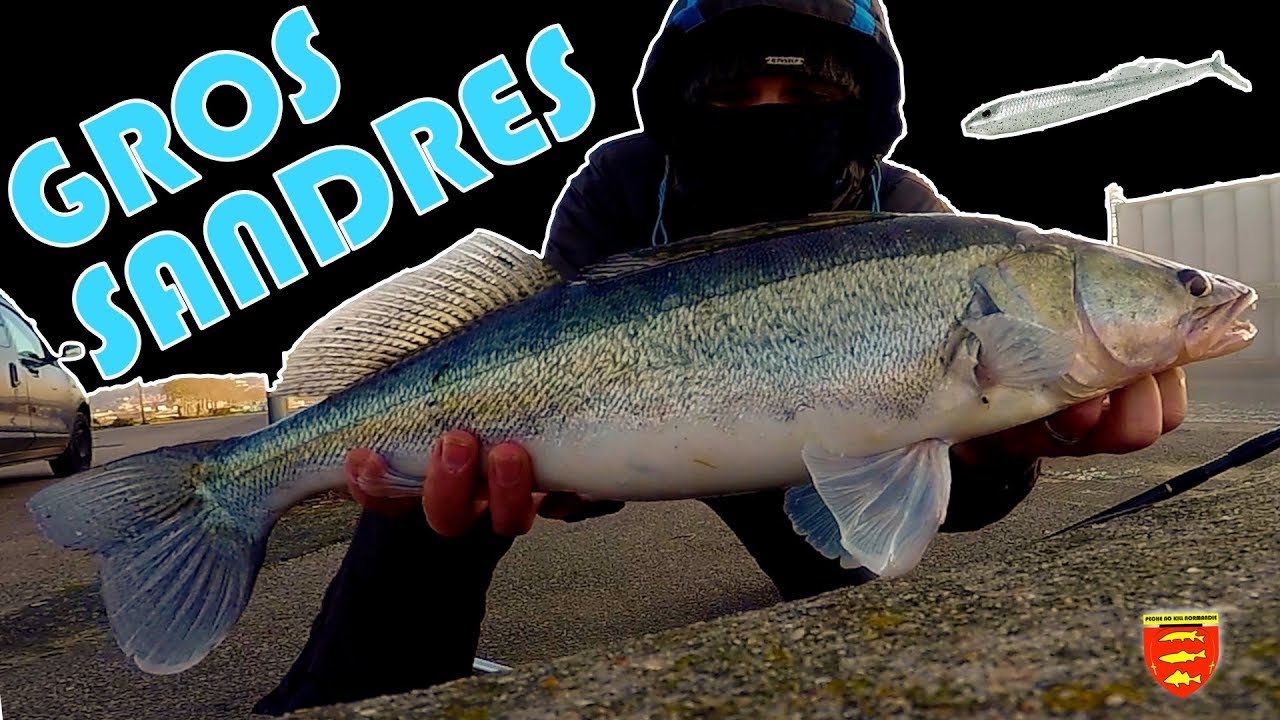 SPECIALE GROS SANDRES : Une session d'anthologie sur la Seine !!!!!!!