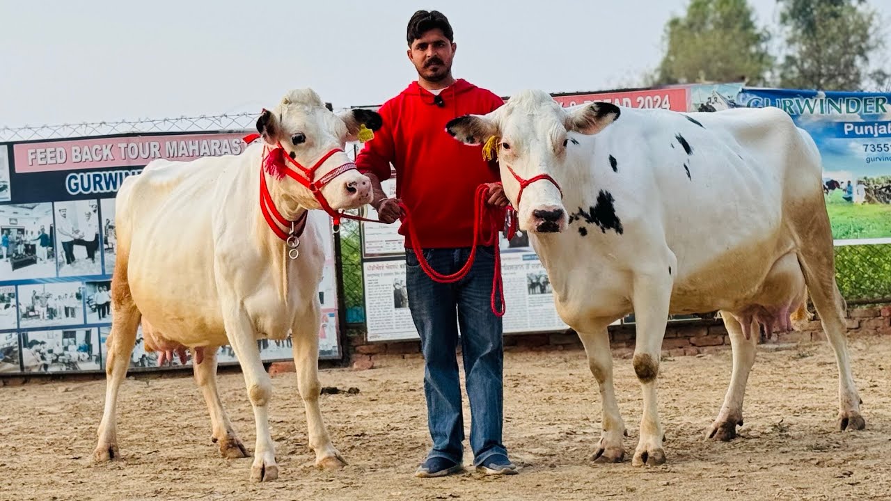 King is Back 👑 Punjab’s Biggest cow seller || Gurwinder Dairy Farm || Malwa Farm