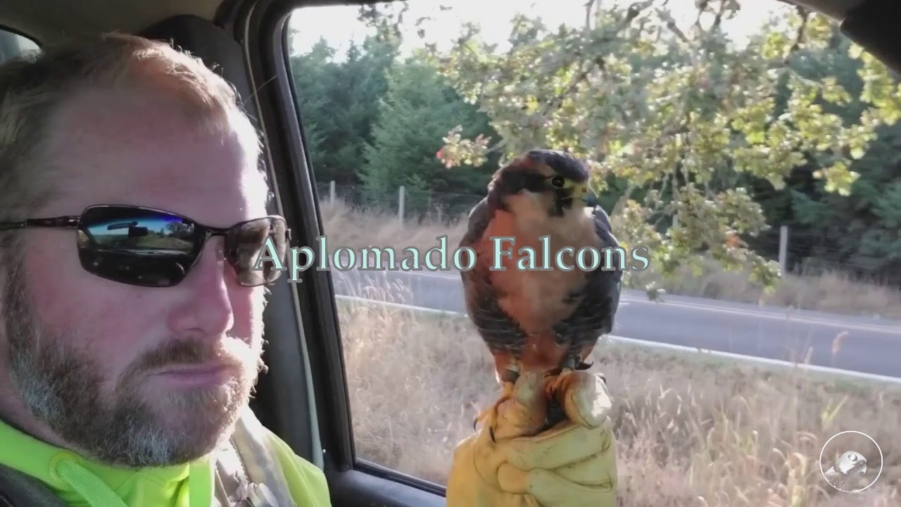 Vineyard Bird Abatement