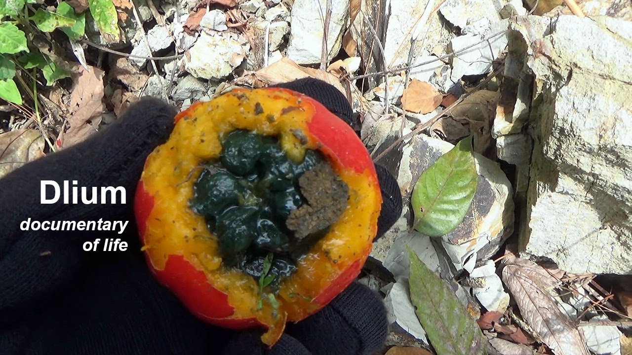 Elephant bell gourd (Trichosanthes tricuspidata)