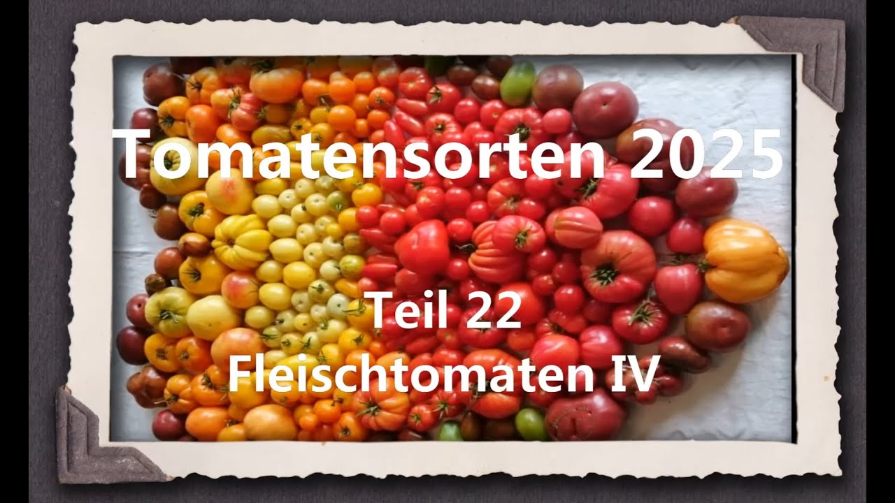 Tomatensorten 2025 Teil 22 - Fleischtomaten IV