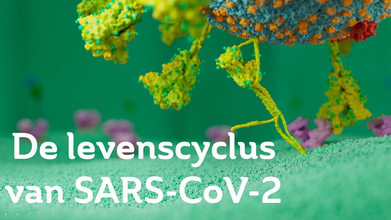 De levenscyclus van SARS-CoV-2