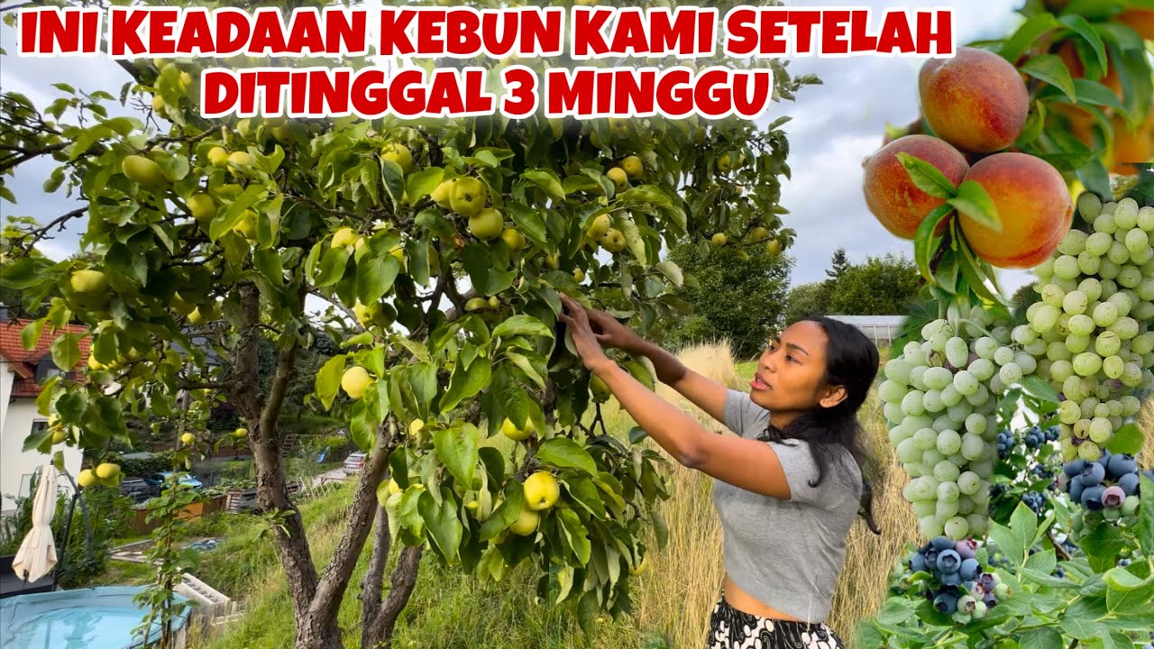 KEADAAN KEBUN SETELAH LIBURAN RIMBUN PENUH BUAH 😍