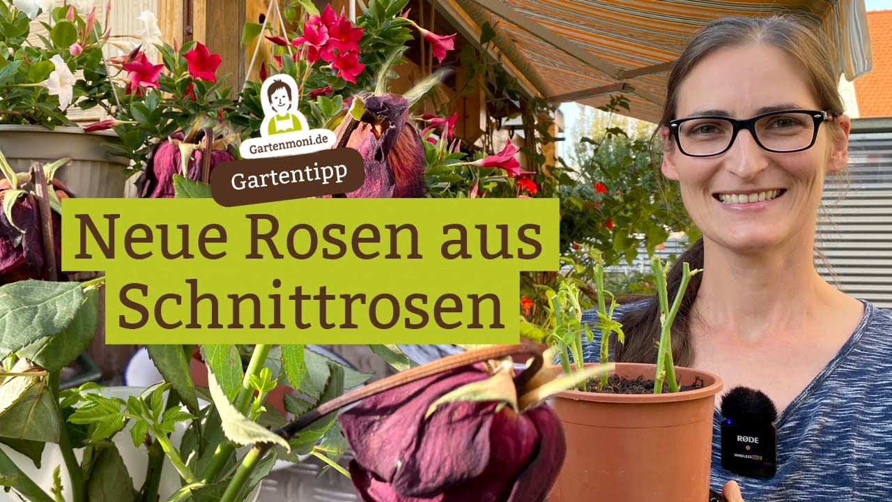 Aus Schnittrosen neue Rosen ziehen