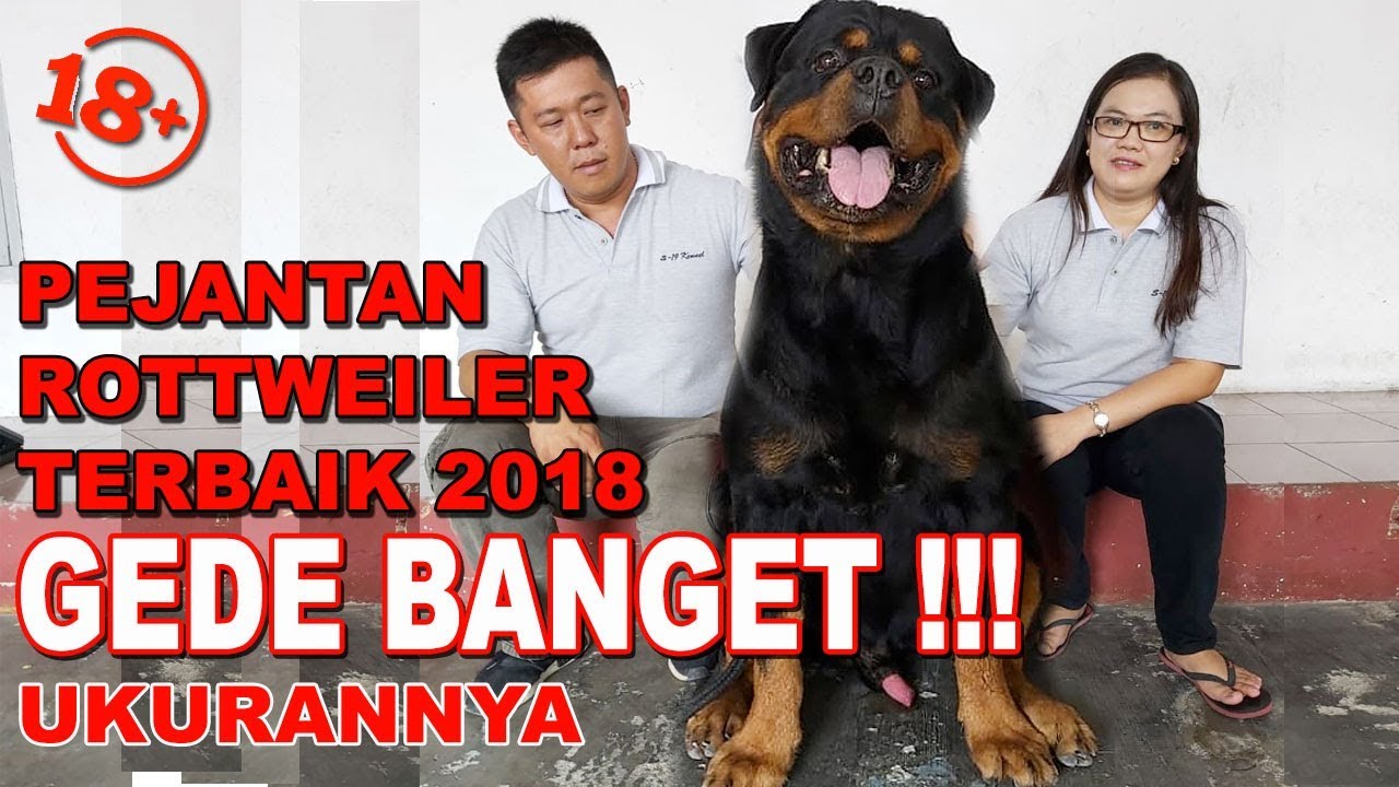 GEDE BANGET PEJANTAN ROTTWEILER TERBAIK 2018