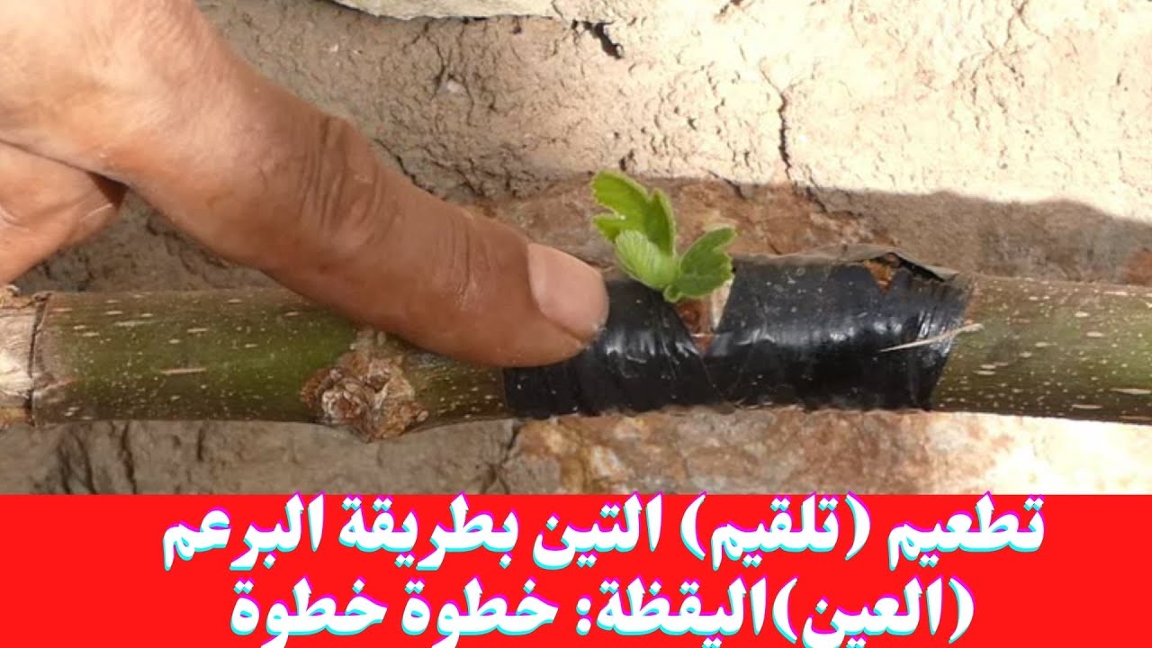 تطعيم (تلقيم) التين بطريقة البرعم (العين)اليقظة: خطوة خطوة