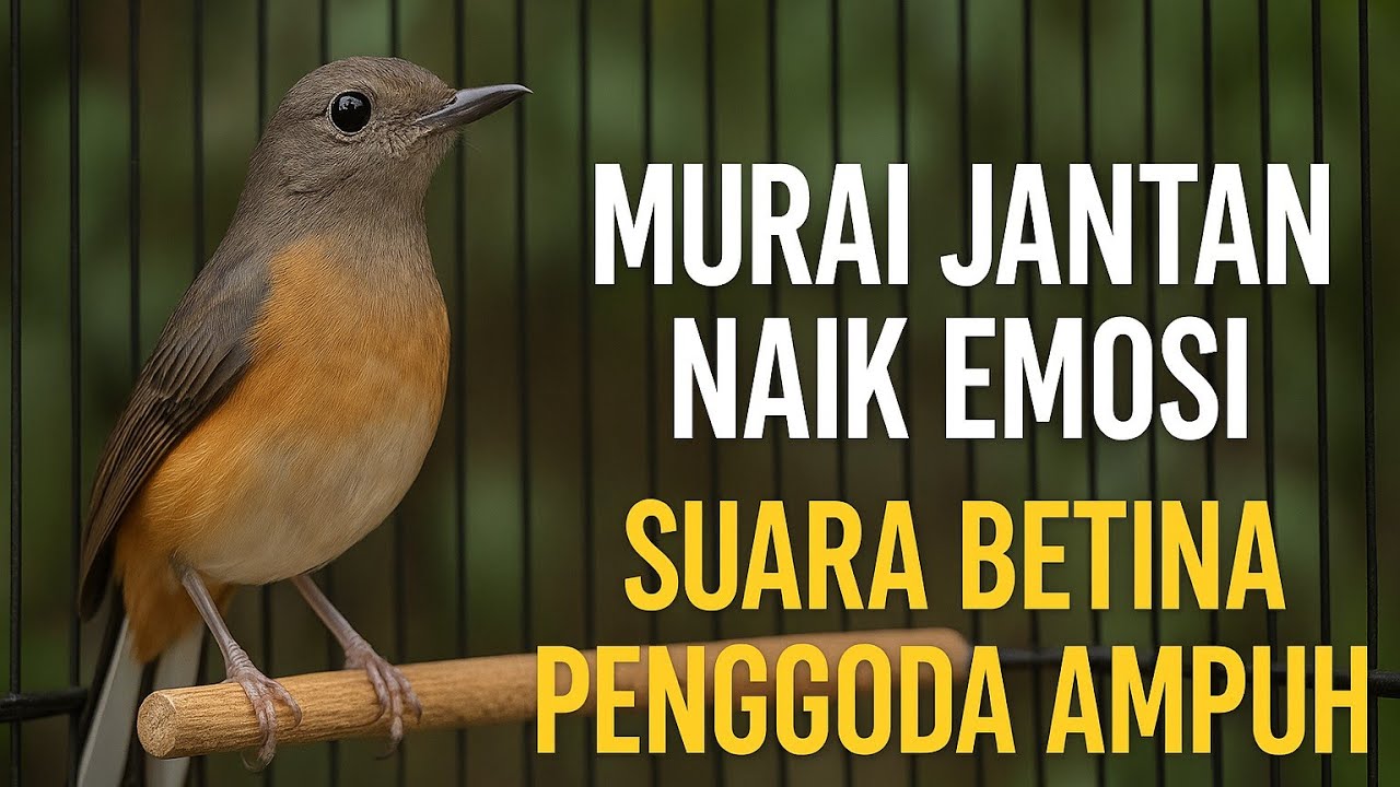 Suara Betina Gacor Pemancing Emosi! Pancing Murai Jantan Biar Bongkar Isian