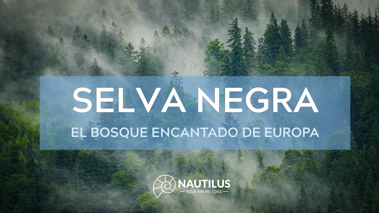 La Selva Negra: el bosque que guarda los secretos de Europa