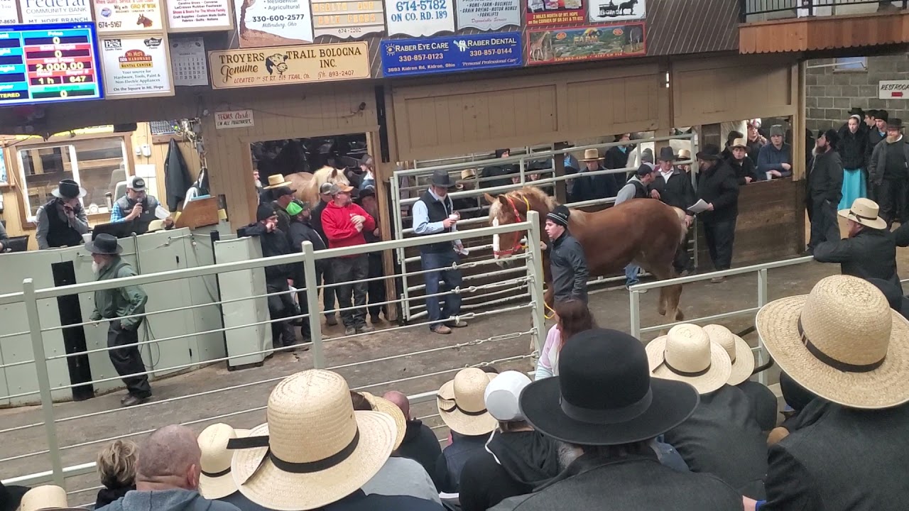 Amish horse auction at Mount Hope Ohio 👌