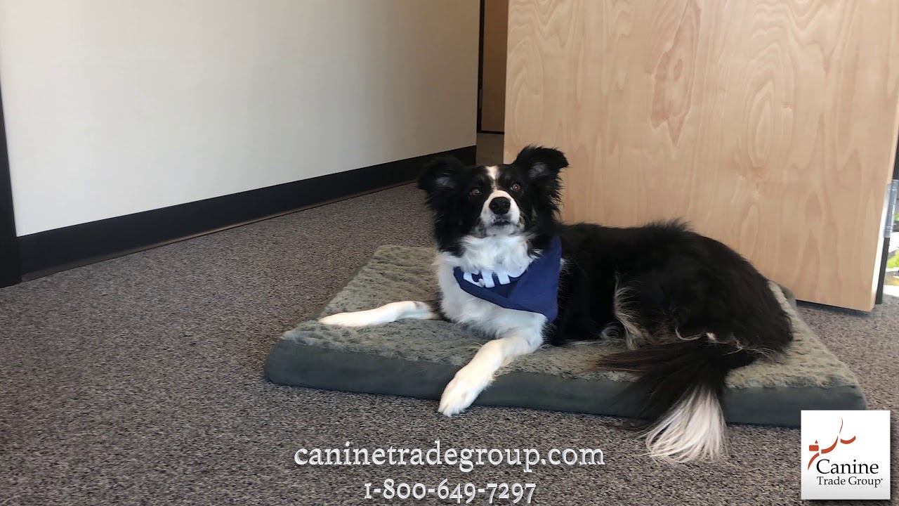 Learning the Place Command with Canine Trade Group