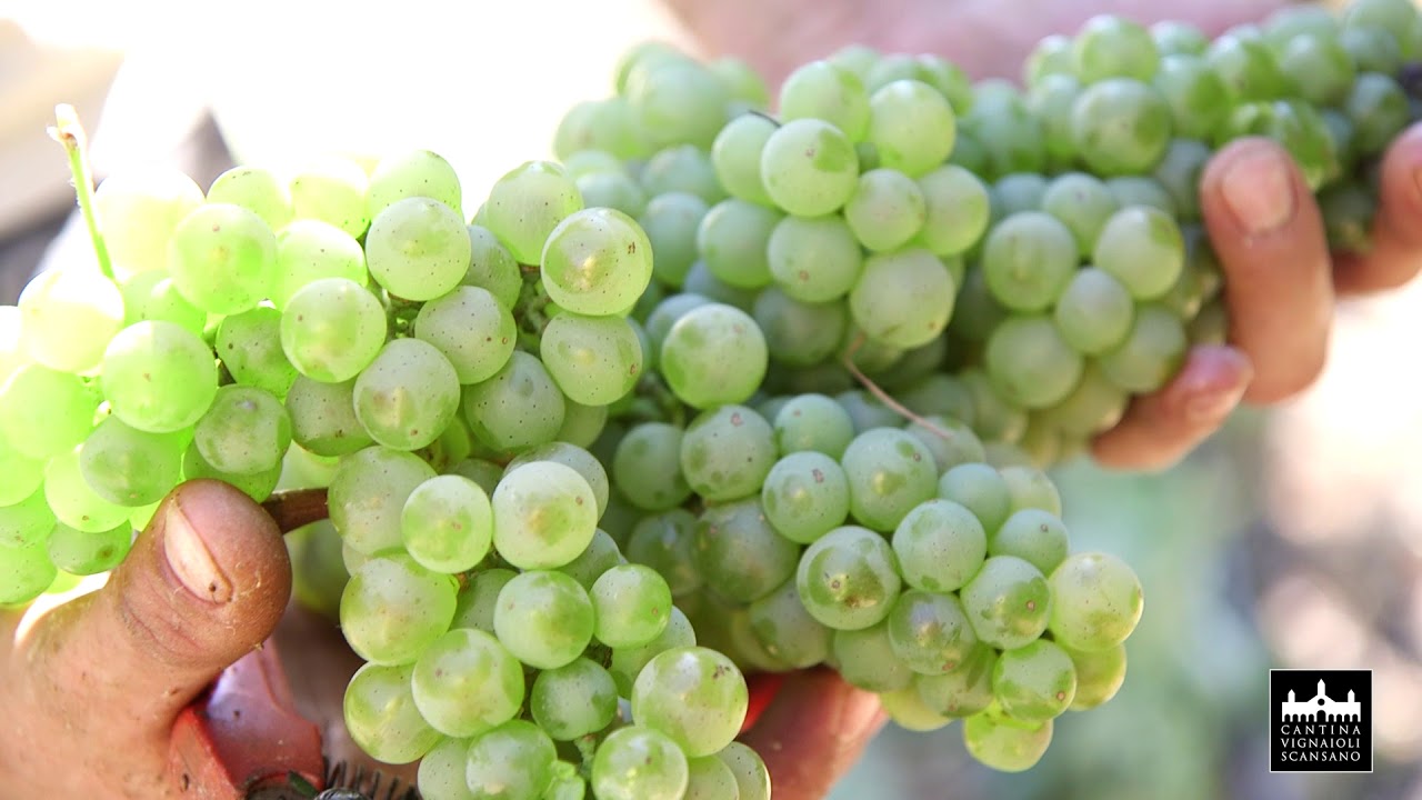 Vignaioli del Morellino di Scansano