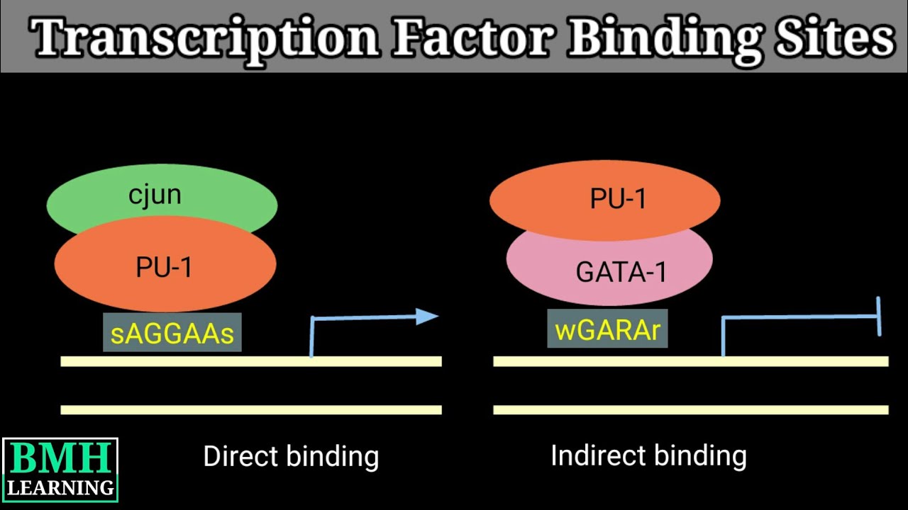 Transcription Factor Binding Sites | Locating Transcription Factor Binding Sites |
