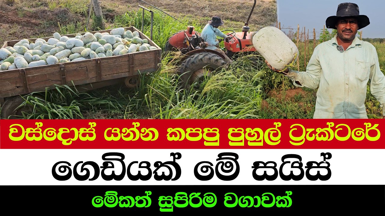 AMAZING ASH GOURD HARVEST!