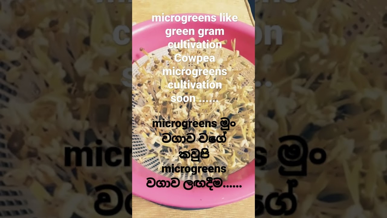 microgreens like green gram cultivation Cowpea microgreens cultivation soon ......