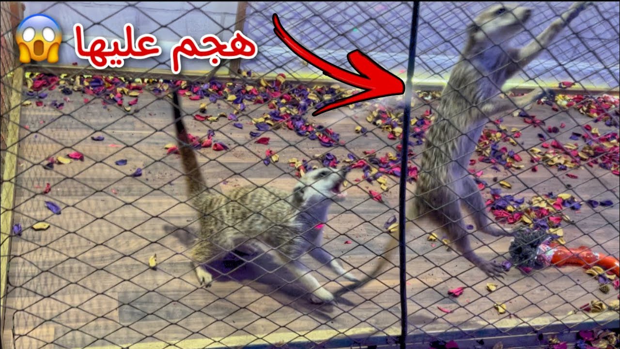 اكبر مفاجأه للحيوان الغريب ( تيمون ) قررت ازوجه !! ولكن 😳